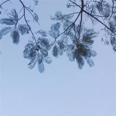 偶像计划手机版下载